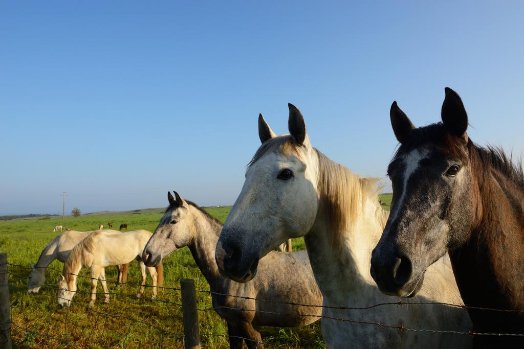Herdade Do Pessegueiro Porto Covo Εξωτερικό φωτογραφία